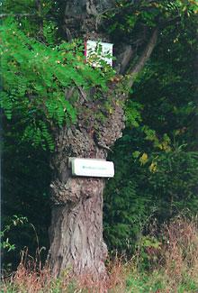 Baum