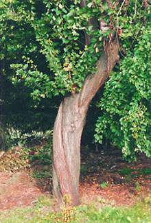 Baum
