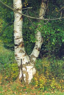 Baum